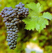 Cabernet Sauvignon Grapes