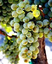 Semillon Grapes