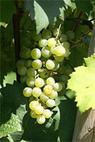 Gruner Veltliner