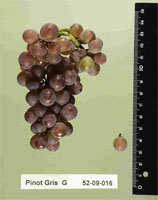 Pinot Gris Grapes