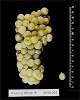 Riesling Grapes