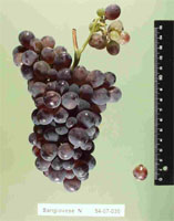 Sangiovese Grapes