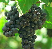 Shiraz Grapes
